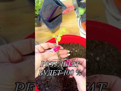 Видео: Результат будет 100% #цветы #садоводничество #дача #огороднаподоконнике #хризантема