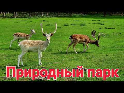 Видео: Природный парк Гранат Хальтерн-ам-Зе