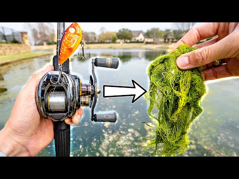 Видео: Ловля окуня в прудах, заполненных тлей («100 прудов», Эпизод 20)