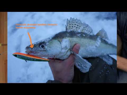 Видео: Narval Frost Stick.Коробки с вибами,сезон 2020-21.Философские беседы о подлёдной ловле судака.Ч 3.