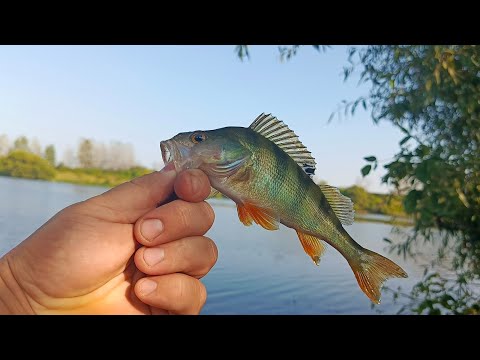 Видео: Разведка на новом озере д. Молоденки. Перспективы есть. Окунь и Щука🙃