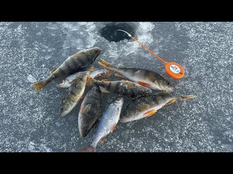 Видео: Все думали что ЛЬДА нет, а я НАШЁЛ и НАЛОВИЛ! Окунь, плотва на безмотылку и мотыля.