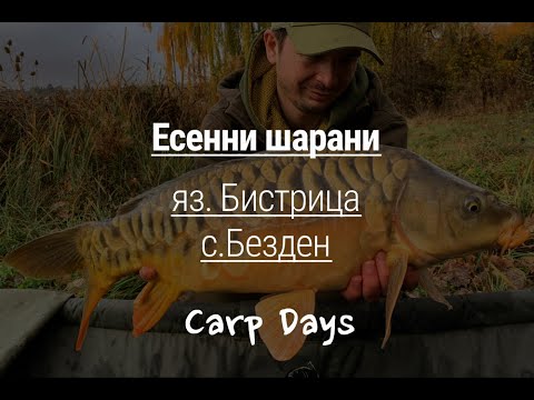 Видео: Яко красиви шарани на яз. Бистрица, с. Безден - CarpDays