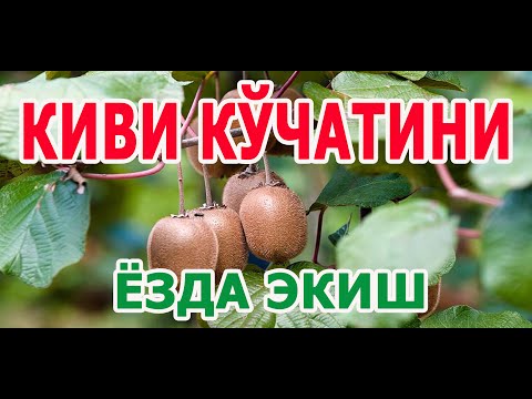 Видео: КИВИ КЎЧАТИНИ ЭКИШ ЖАРАЁНИ📞997004040 KIVI KUCHATINI EKISH JARAYONI. Посадка саженцев киви