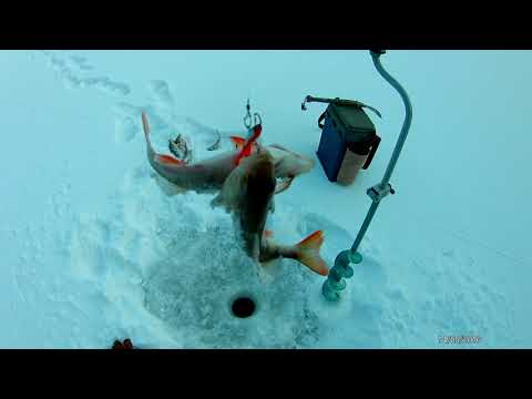 Видео: Рыбалка в -45 на КВХ ч 2