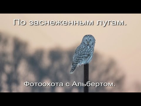 Видео: Фотоохота с Альбертом. По заснеженным лугам.