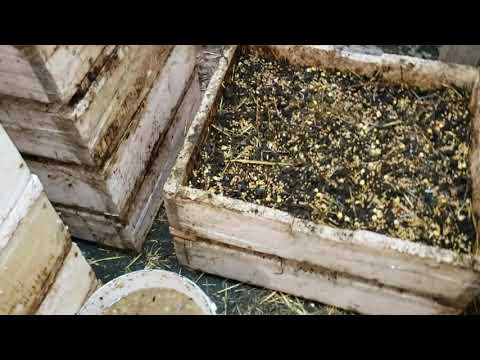 Видео: Побег червя из ящика.