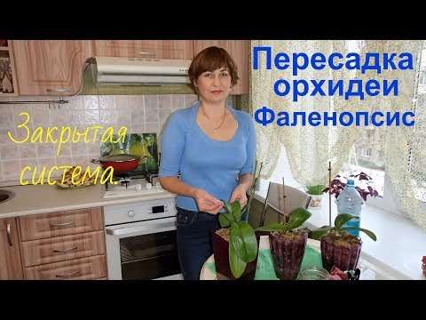 Видео: Перасадка орхидеи в закрытое кашпо.