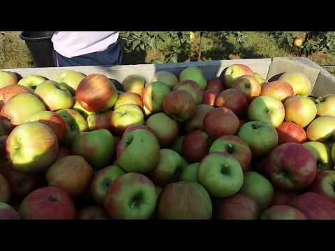 Видео: Яблука Honey Crisp  на Поділлі .    Honey Crisp apples in Podillya