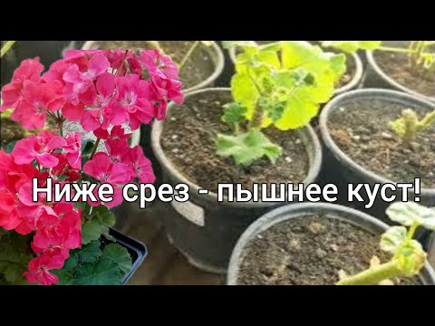 Видео: Режу пеларгонию сейчас, чтобы красивой торговать!