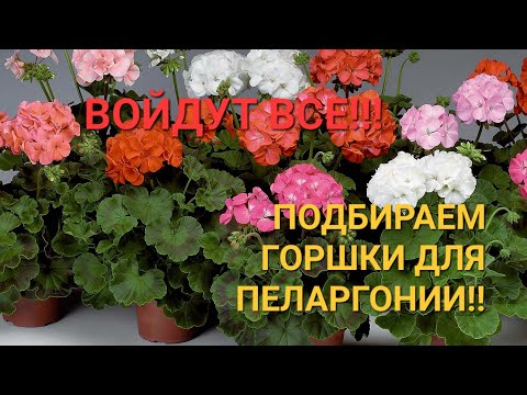 Видео: Подбираем горшок для пеларгоний черенков и взрослых сортовых пеларгоний! Просто и доступно.