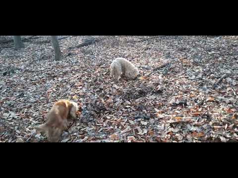 Видео: Лов на трюфели   Truffle hunt #5
