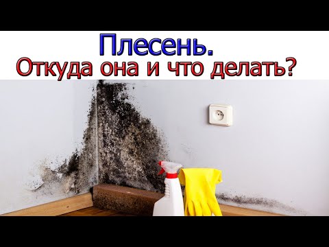 Видео: Откуда берётся плесень в квартире и как с ней бороться [ 6 ПРИЧИН ]