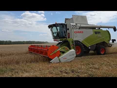 Видео: Уборка зерновых 2023 сезон Кубань и Пензенская область claas tucano , John Deere .