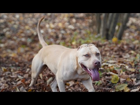 Видео: Случилось ужасное..... хотел как лучше... Фотоссесия Питбулей, Волков и Колобка. Питбуль / Волкособ.