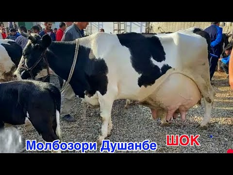 Видео: МОЛБОЗОРИ ДУШАНБЕ НАРХИ ГОВИ ШИРТЕ ГУСАЛАДОР ВА БУКА,   15 октября 2025 г.
