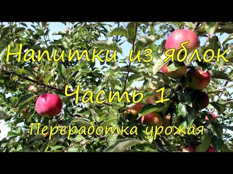 Видео: Напитки из яблок. Часть 1. Переработка урожая.