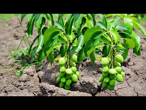 Видео: Лучший уникальный навык: как легко вырастить манговое дерево из банана. Полное руководство по выр...