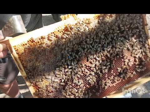 Видео: Осмотрел поздние отводки.
