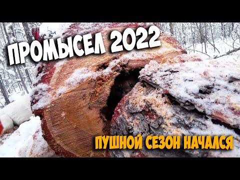 Видео: Промысел 2022. Начало сезона охоты на соболя