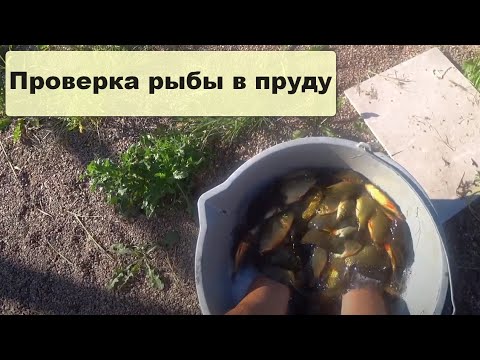 Видео: Проверка рыбы в моём пруду! Караси не очень растут!