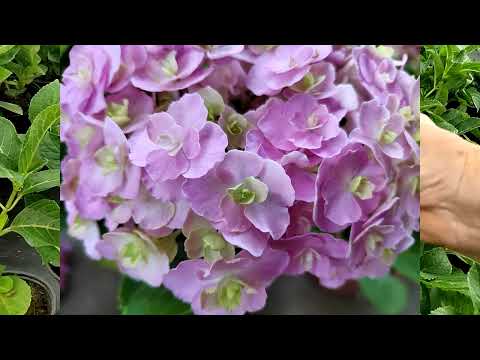 Видео: Гортензия на реализацию 10 сортов
