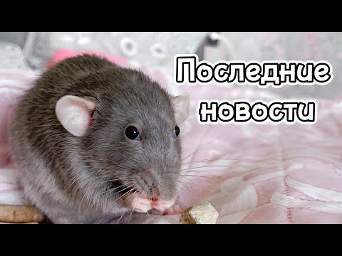 Видео: Неприятный запах от клетки крыс 🐀