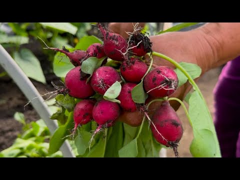 Видео: Могу есть КАЖДЫЙ день! Сразу 5 рецептов летних супов! СУПЫ которые съедаются ВСЕГДА! Очень ВКУСНЫЕ!