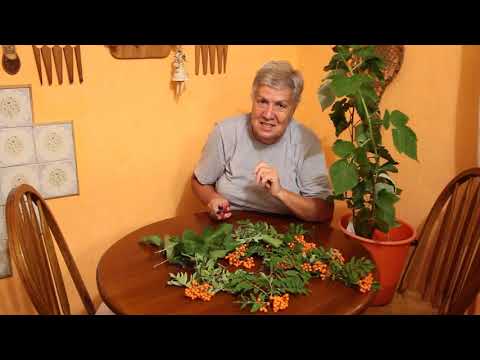 Видео: 223 Осеннее черенкование малины