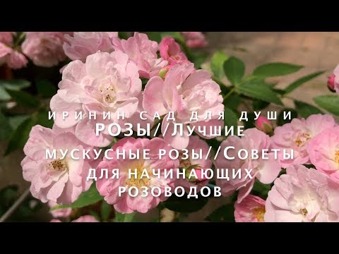 Видео: РОЗЫ//Лучшие сорта мускусных роз//Советы для начинающих розового