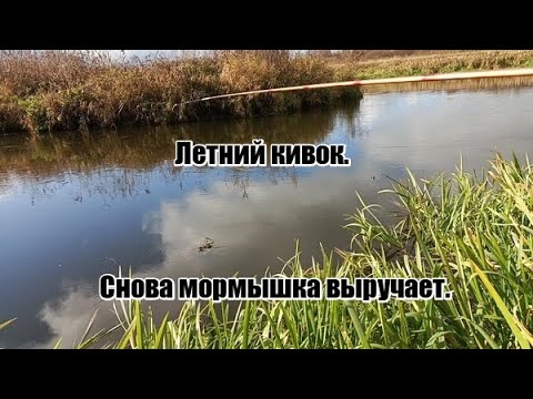 Видео: Ловля белорыбицы на кивок и поплавок.