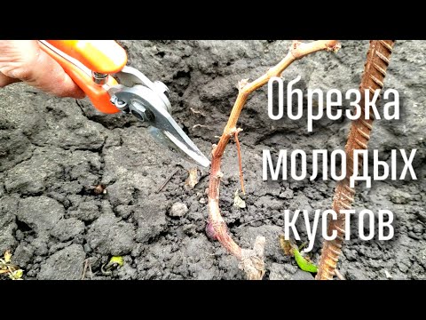 Видео: ПРАВИЛЬНАЯ обрезка молодых кустов. Как сформировать мощный куст для получения максимального урожая