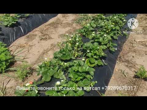 Видео: Клубника сорт Мурано. Начало второго плодоношения. 