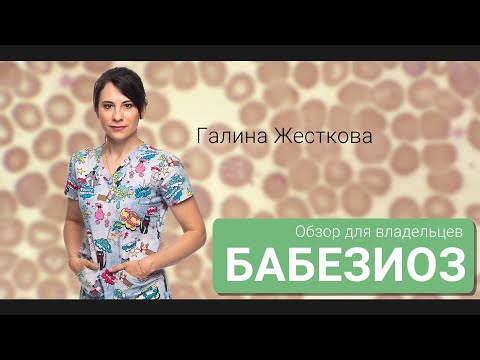 Видео: Бабезиоз