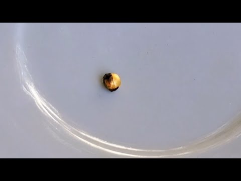 Видео: Калойдный алтынды аскорбинкамен тундыру