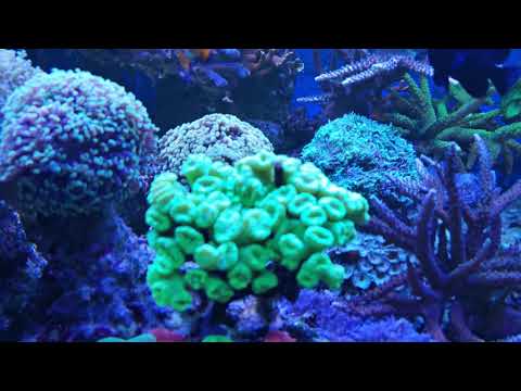 Видео: Обзор морского аквариума 110*60*46. Смотрим новичков. Кораллы, рыбы, используемые трейс-элементы.