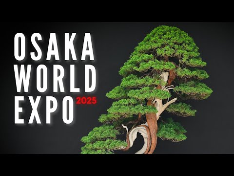 Видео: Корни в ритме: где встречаются бонсай и джаз | Osaka World Expo 2025