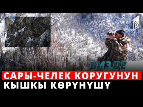 Видео: Сары-Челек коругунун кышкы көрүнүшү