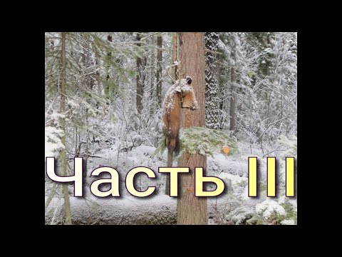 Видео: Создание путика Обзор проходных капканов: КПя-120 КПя-140 КП-120 КА-2У Способы установки Часть III