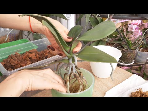Видео: ПЕРЕСАЖИВАЮ ОРХИДЕИ ЕЩЕ И С ЭТИМИ ДОБАВКАМИ. УЛУЧШАЕТ посадку И ОБЛЕГЧАЕТ уход.