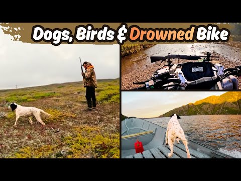 Видео: Собаки, птицы и утонувший велосипед | Охота на возвышенностях Ньюфаундленда