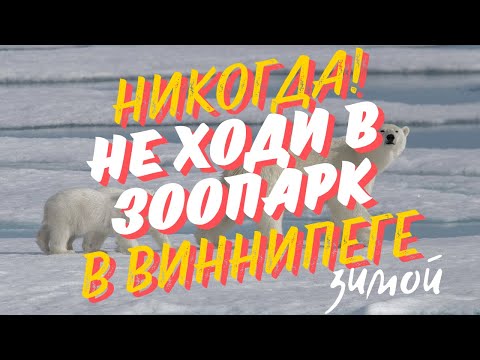 Видео: Зимняя сказка в зоопарке Виннипега: Охота на белых медведей.