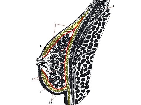 Видео: Ультразвуковая семиотика диффузных изменений молочных желез