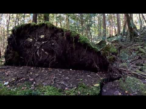 Видео: Аокигахара Раунд 11 Часть 4