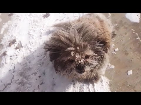 Видео: Холодно -20℃, а бродячая собака свернулась калачиком, а ее тело покрыто льдом