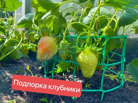 Видео: Когда клубника лежит на земле | Подпорка клубники