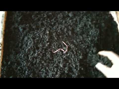 Видео: Черный Принц накидал коконов | Культивация навозных червей