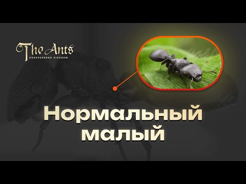Видео: ЧЕМОДАН или Щитоголовый муравей-черепаха: нормальный малый