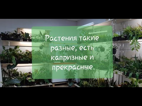 Видео: Топ-25 комнатных растений, которые не стоит покупать новичку. Адаптация Ч.2