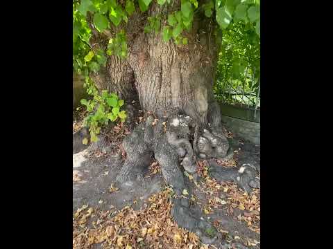 Видео: Огромное старое дерево A huge old tree